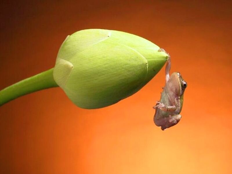 Frog on Lotus Bud — Green