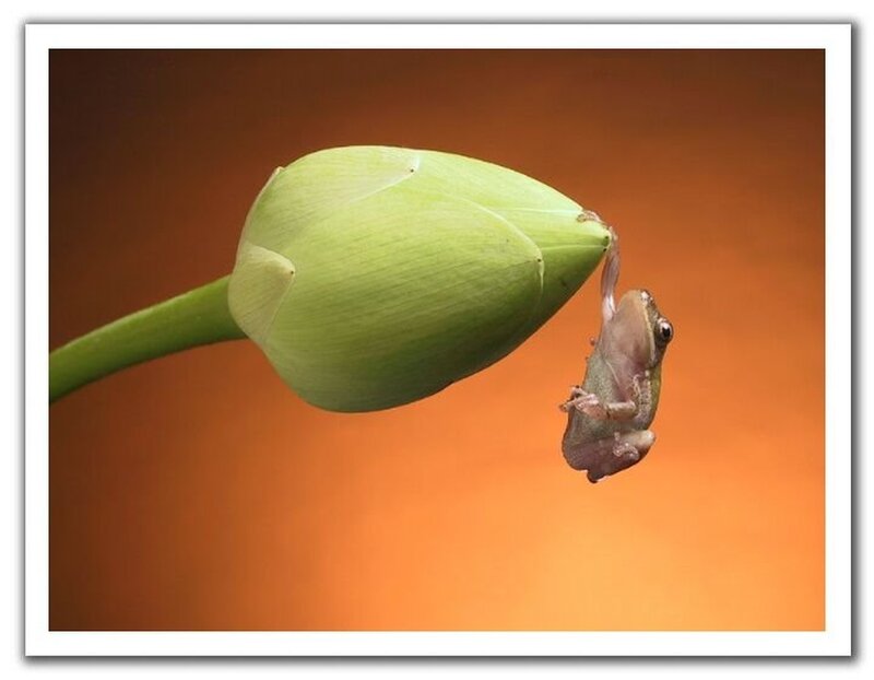 frog on lotus bud