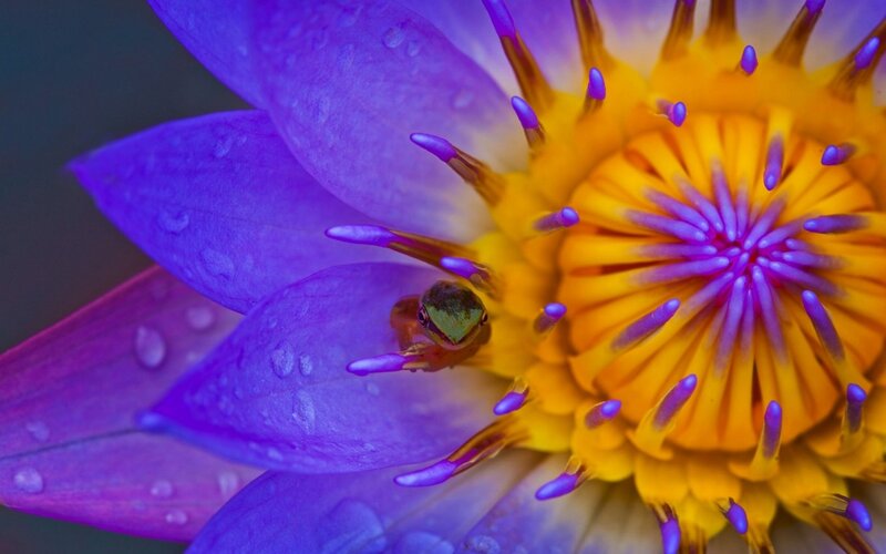 Frog on Lotus Flower
