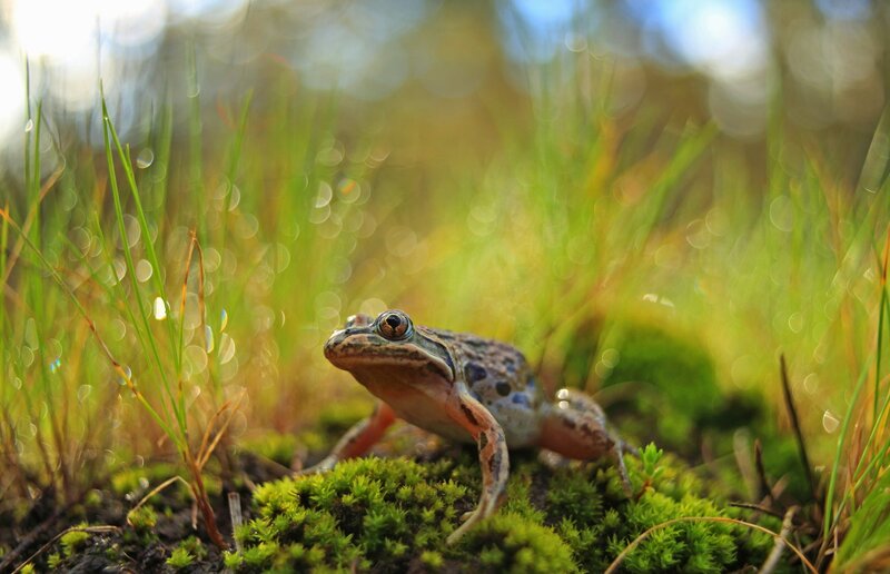 Frog on Moss