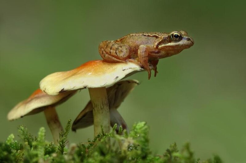 Frog on Mushroom