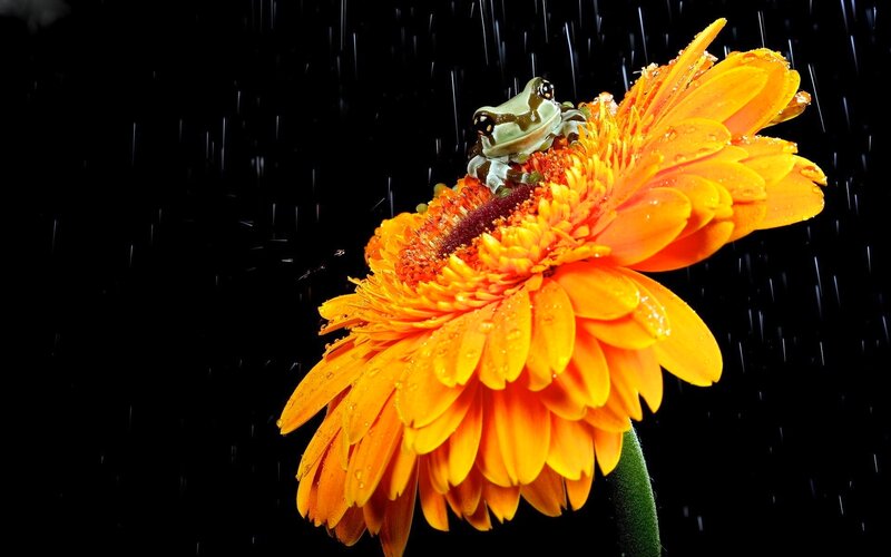 Frog on Orange Flower