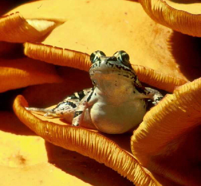 Frog on Orange Mushroom