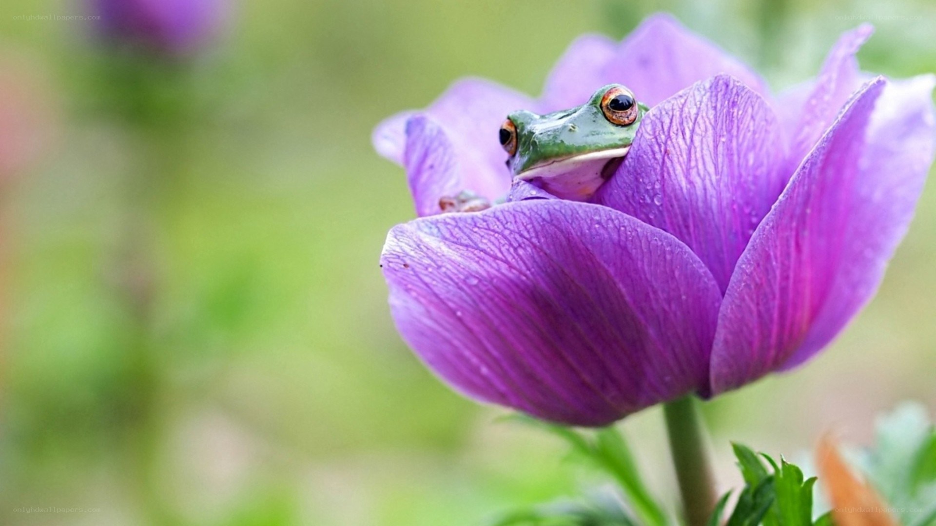 frog on purple flower