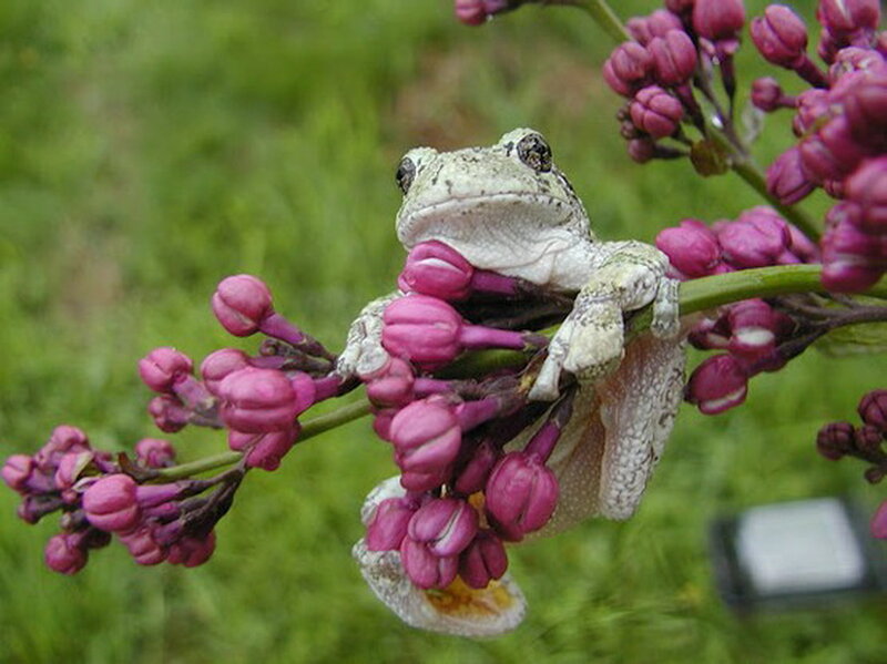 Frog on Purple Flowers