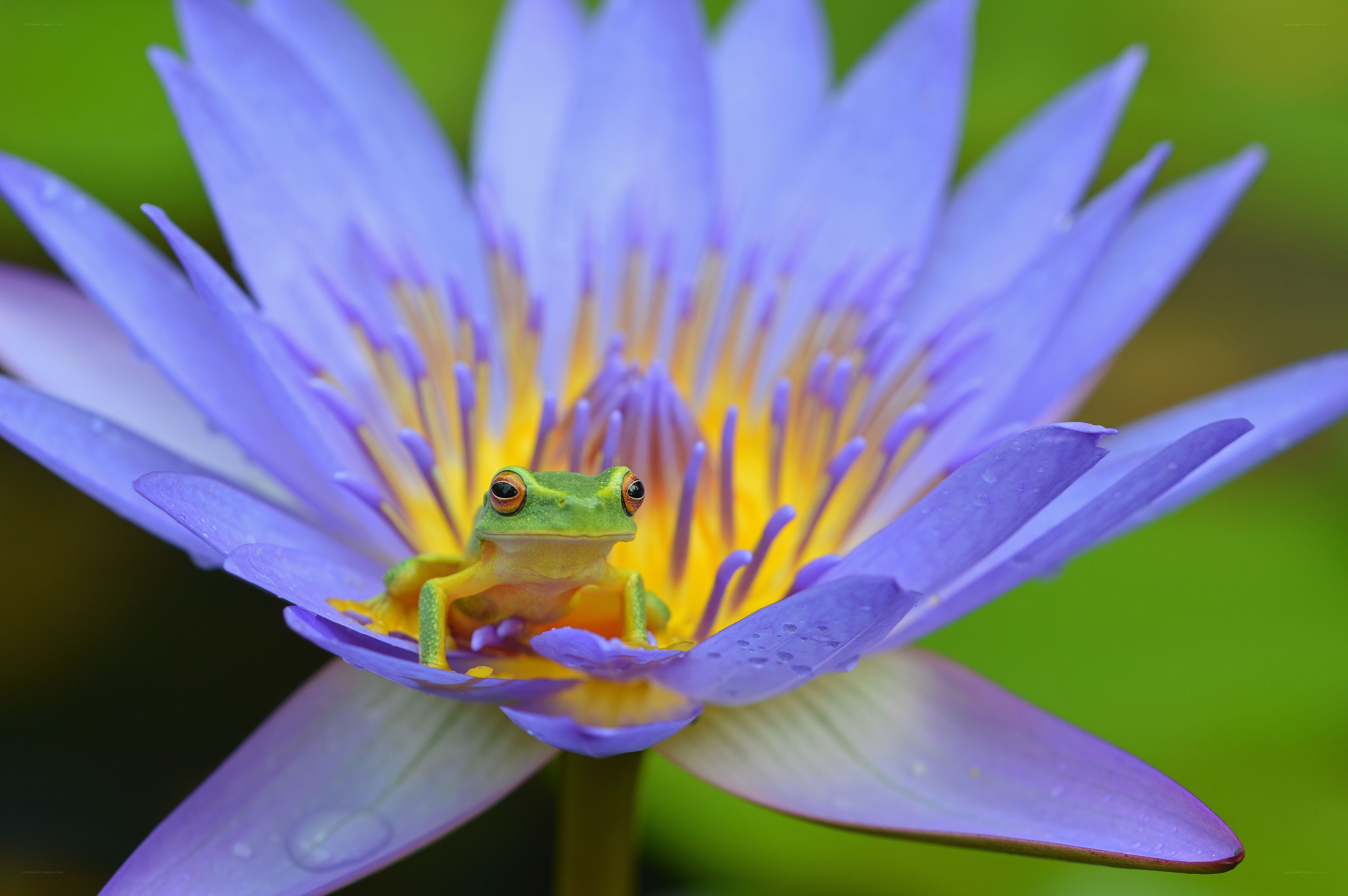 frog on purple water lily