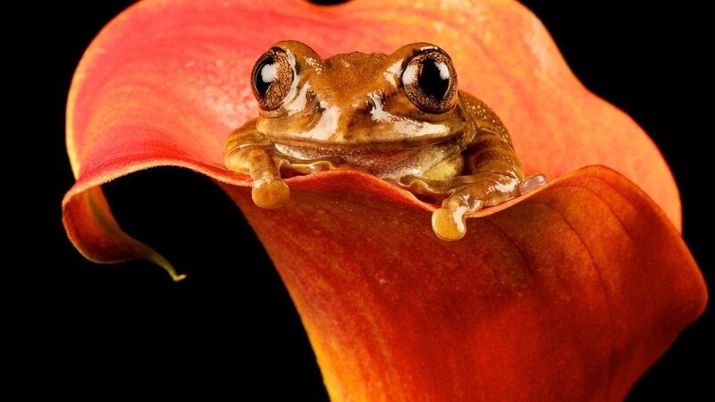 frog on red flower
