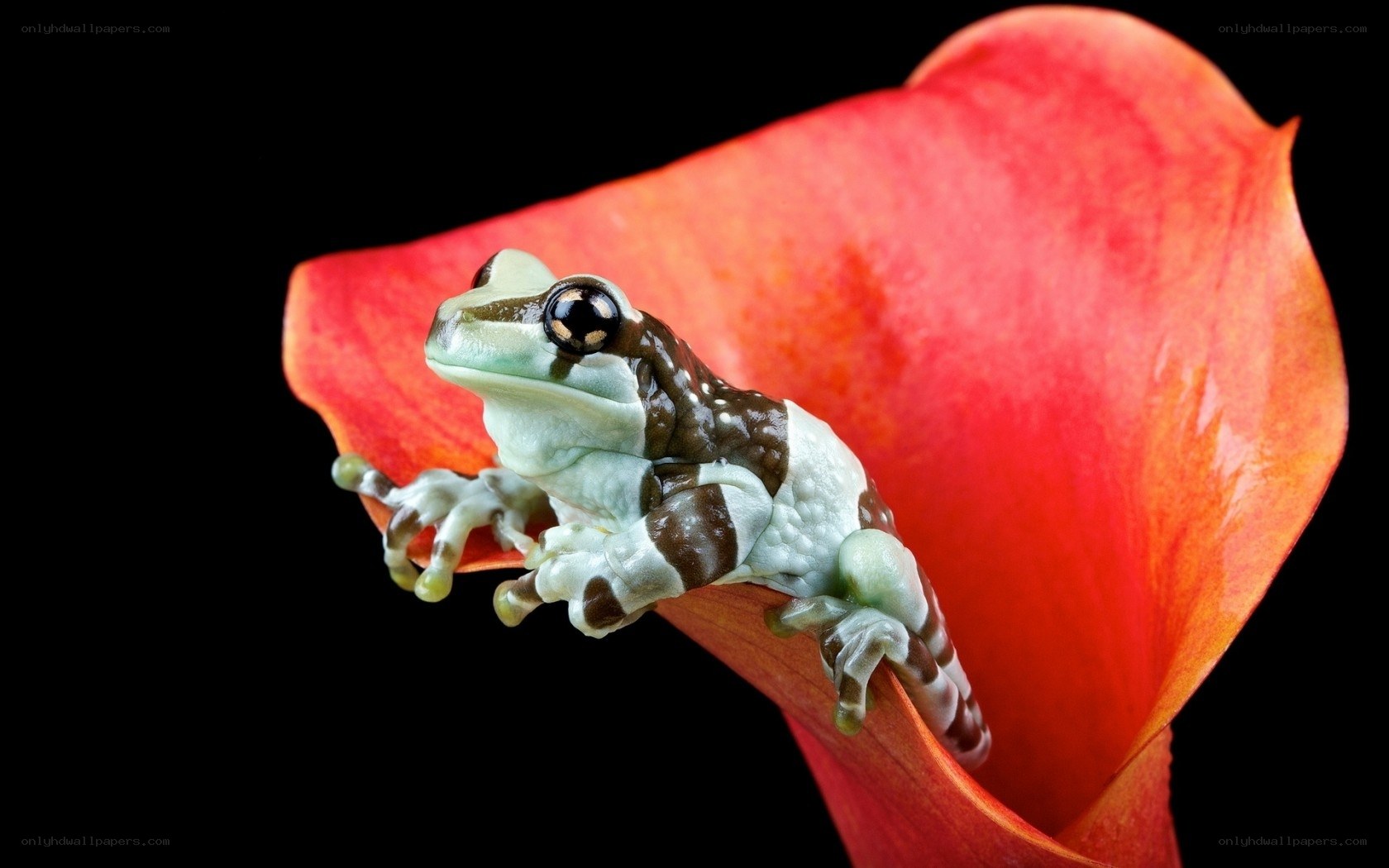frog on red flower petal