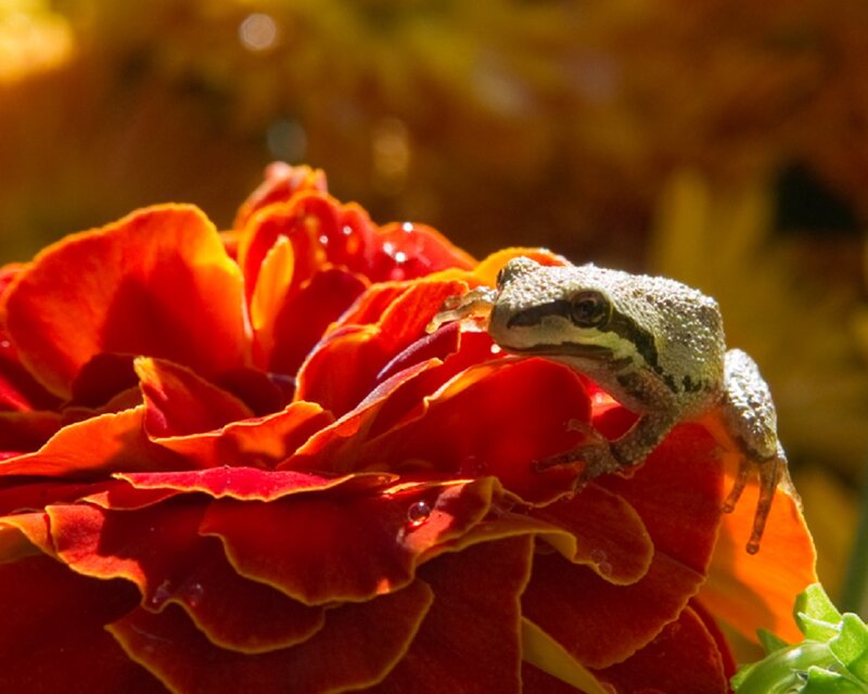 Frog on Red Flower — Serene