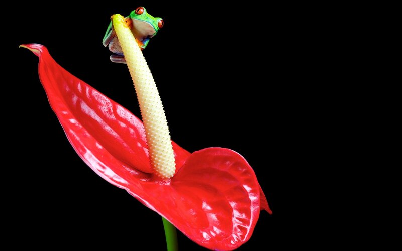 frog on red flower