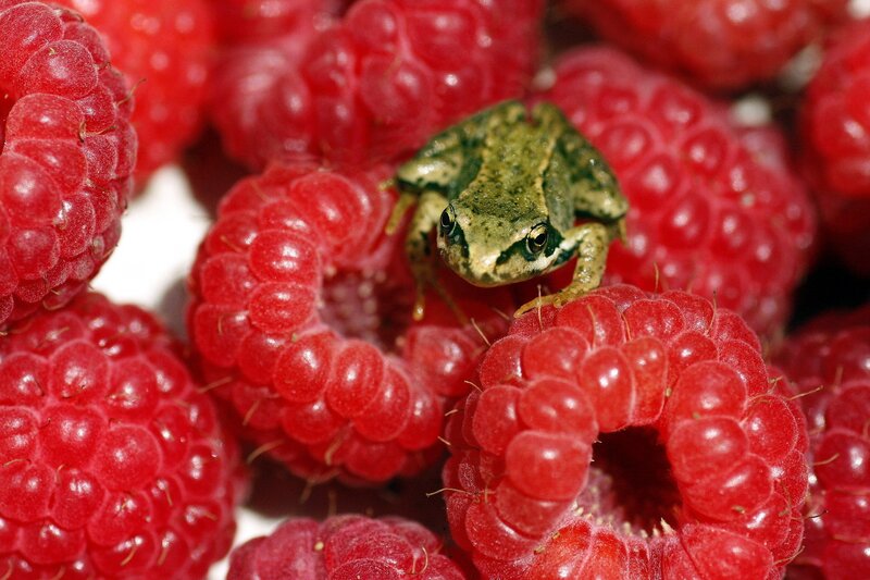 frog on red raspberries