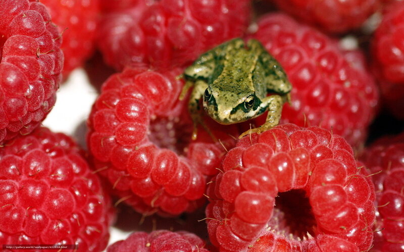 frog on red raspberries