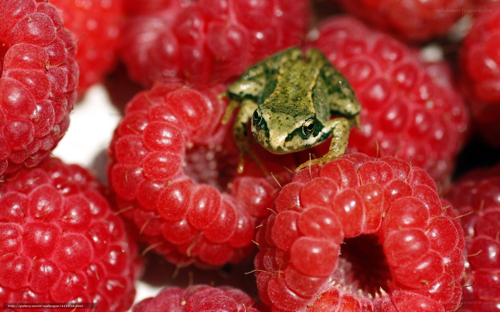 frog on red raspberries