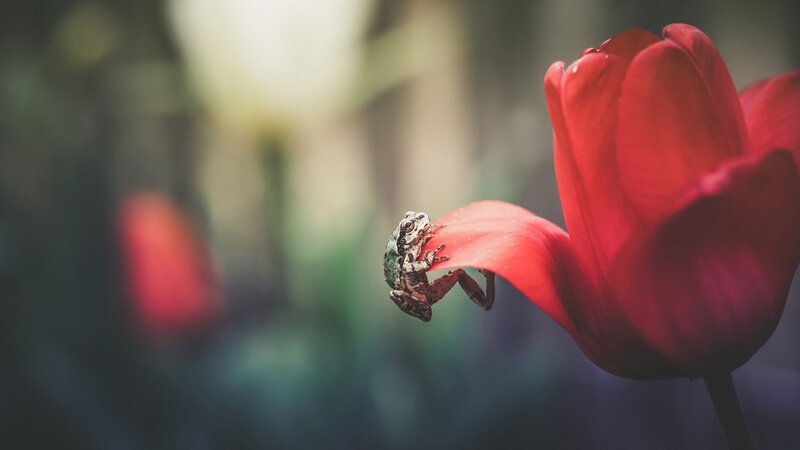 Frog on Red Tulip