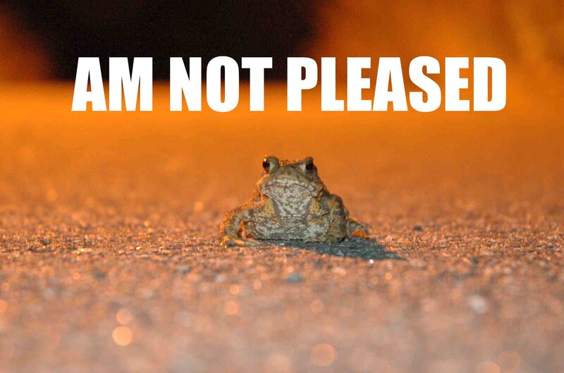 frog on road at night