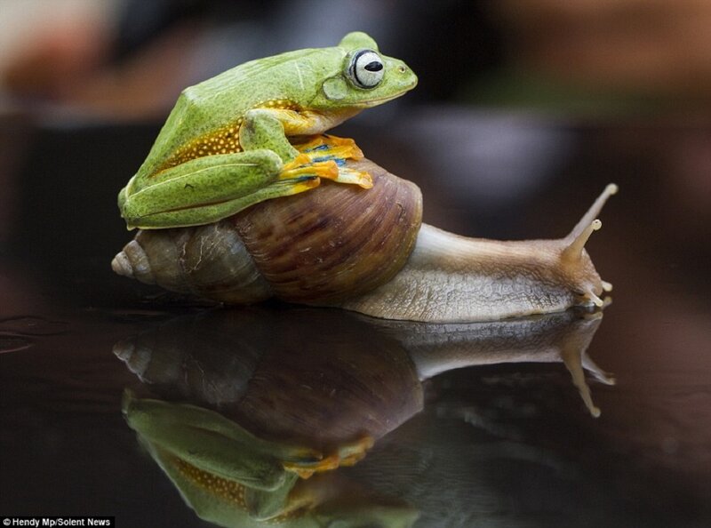 Frog on Snail — Green, Calm