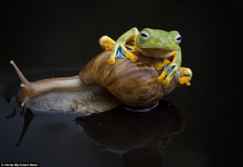 Frog on Snail — Green, Dramatic