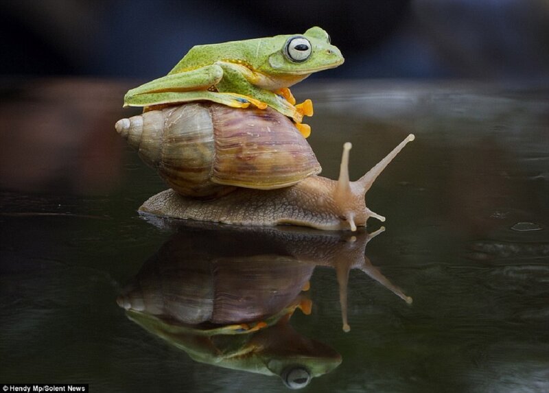 Frog on Snail — Green, Serene