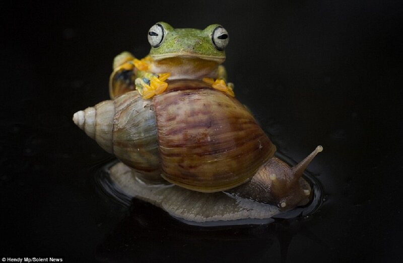 Frog on Snail — Green