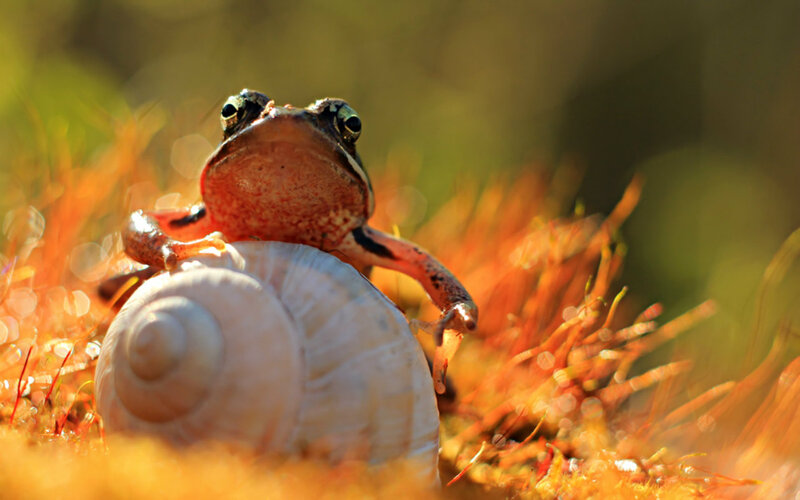 Frog on Snail Shell