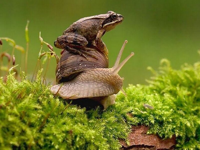 Frog on Snail