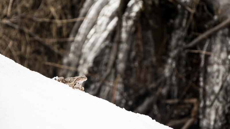 Frog on Snow