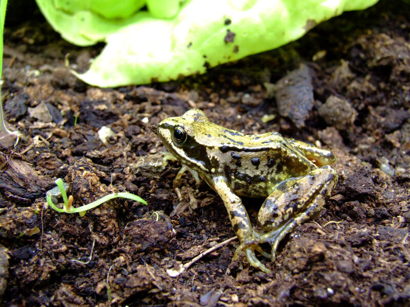 frog on soil near leaf