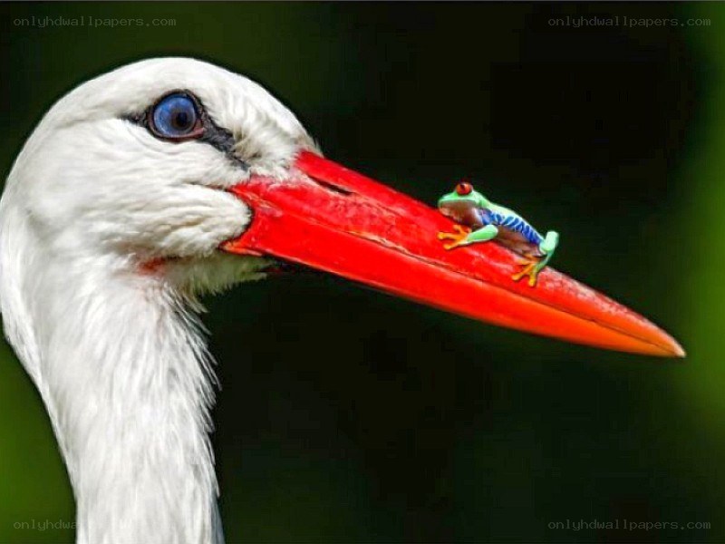 frog on stork's beak