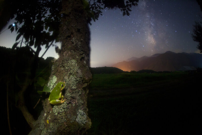 Frog on tree under starry sky