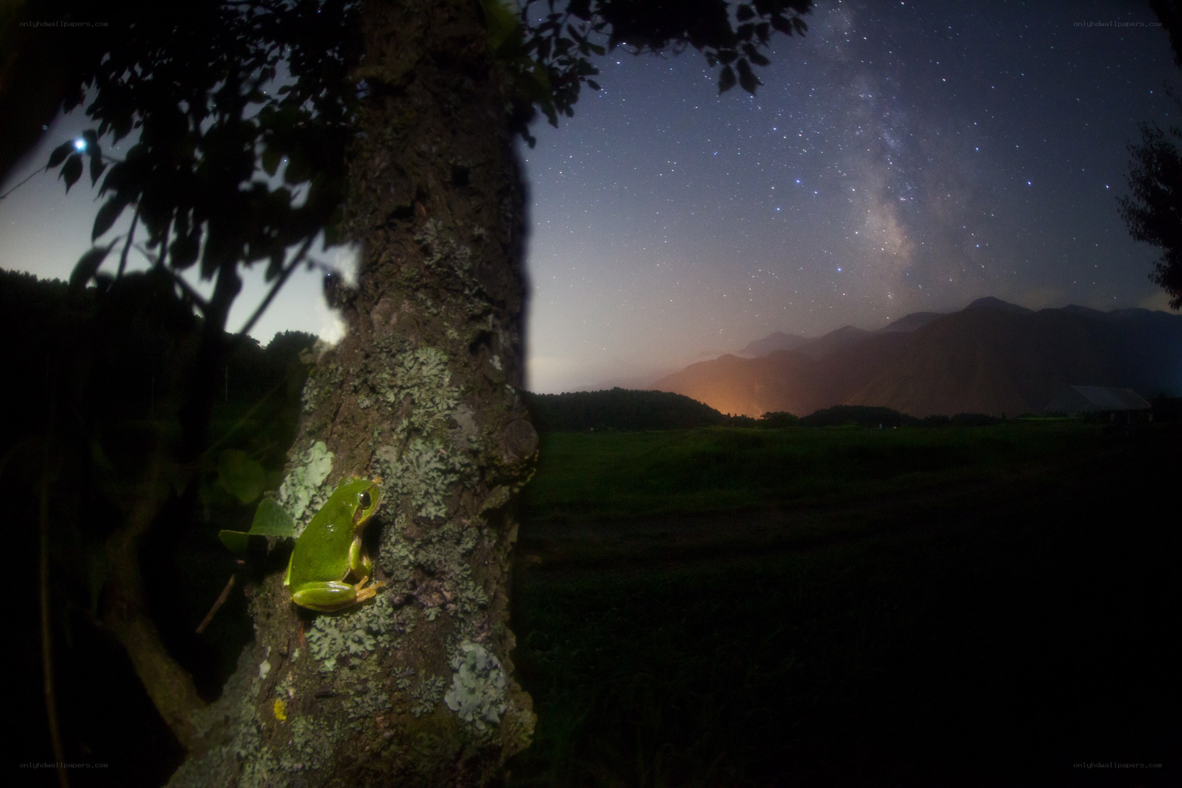 Frog on tree under starry sky