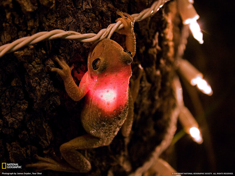 frog on tree with lights