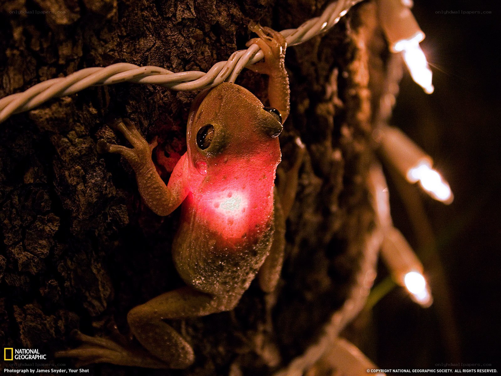 frog on tree with lights