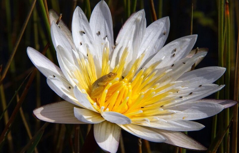 Frog on Water Lily