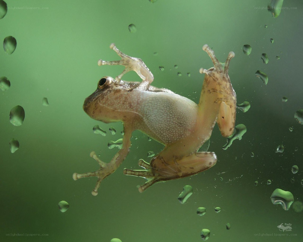 frog on wet glass
