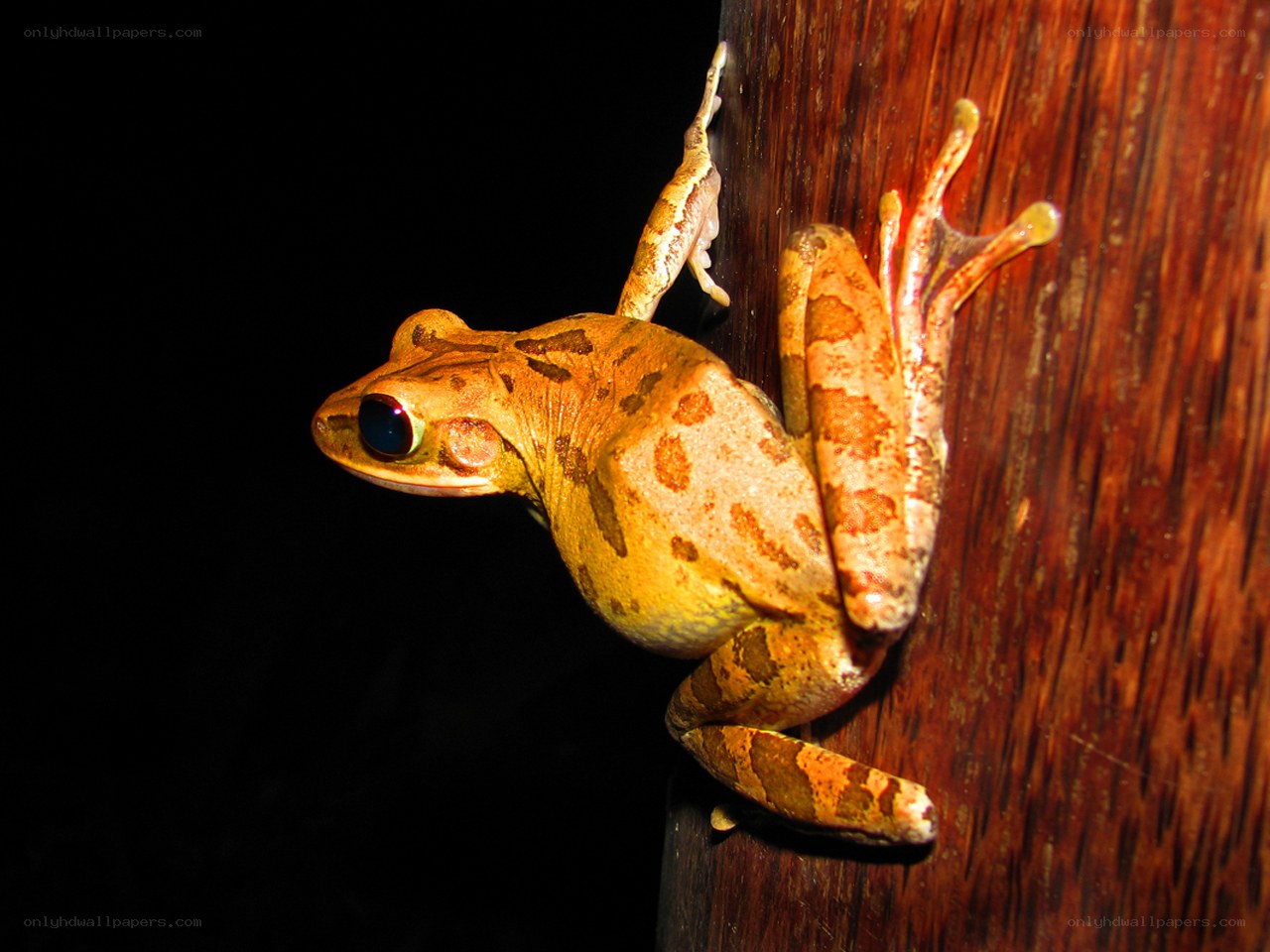 frog on wooden surface