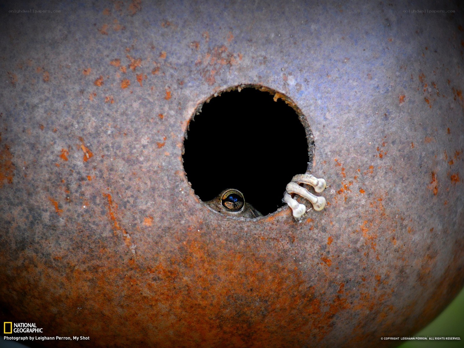 frog peeking from a hole