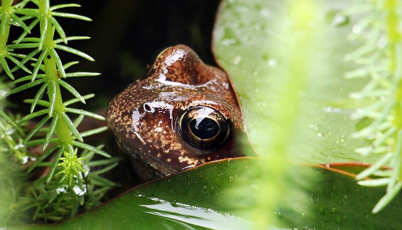 frog peeking from foliage