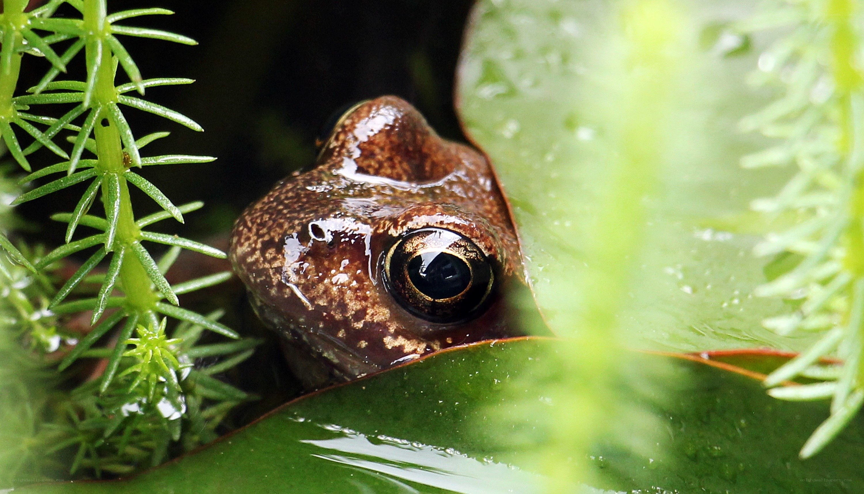 frog peeking from foliage