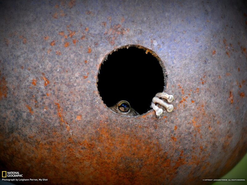 Frog Peeking from Hole