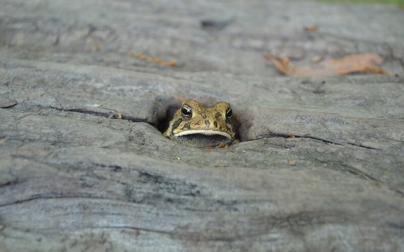 frog peeking from log