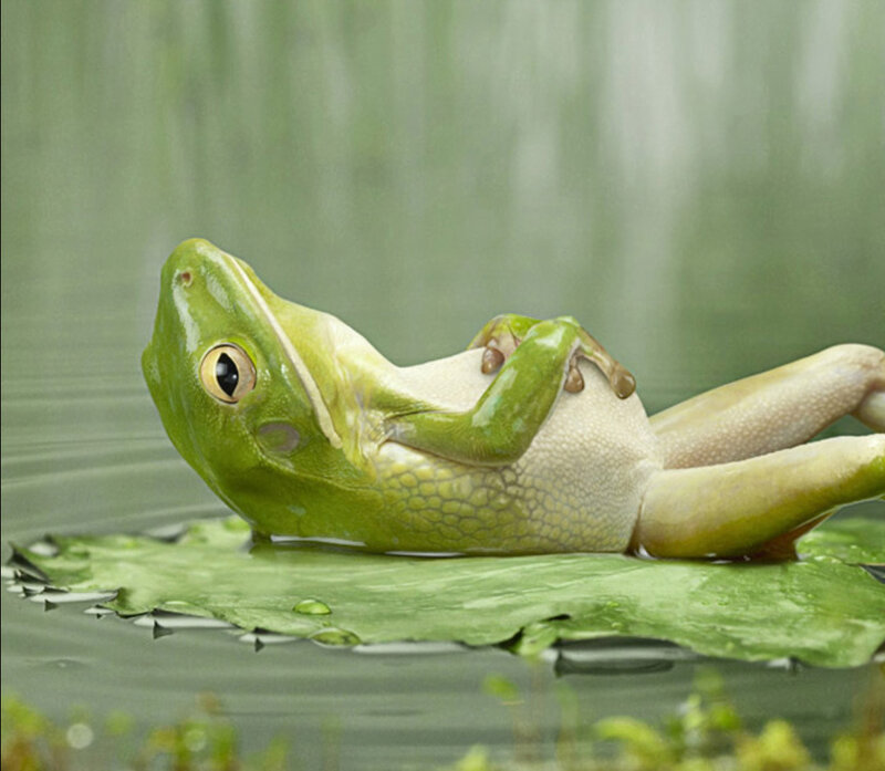 frog resting on a lily pad