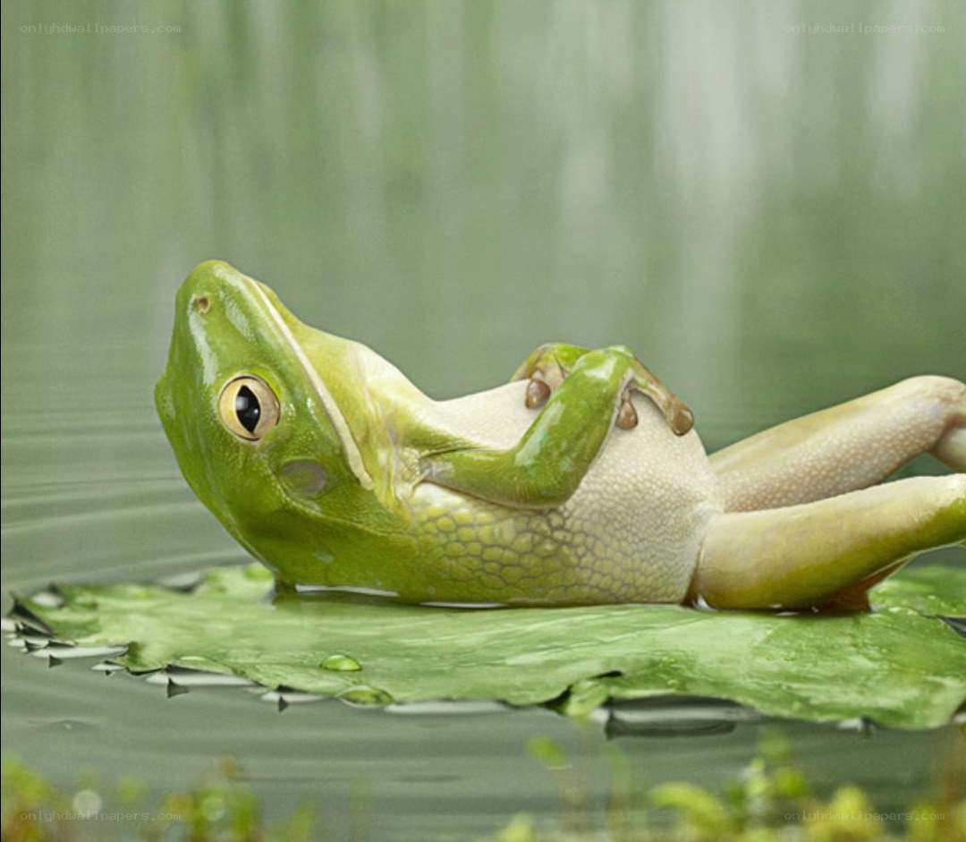 frog resting on a lily pad