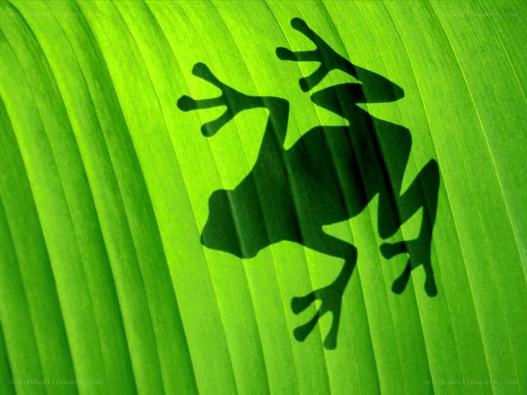 frog shadow on green leaf
