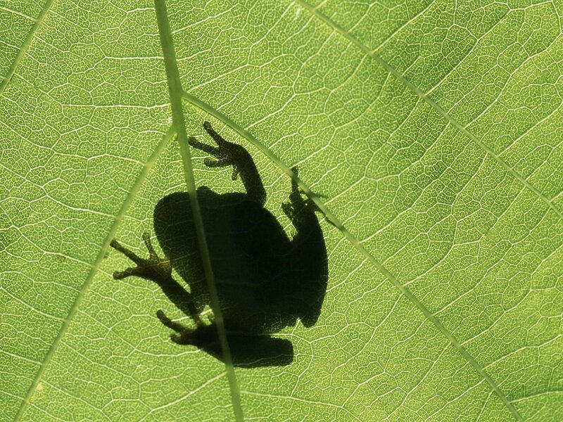 frog shadow on leaf