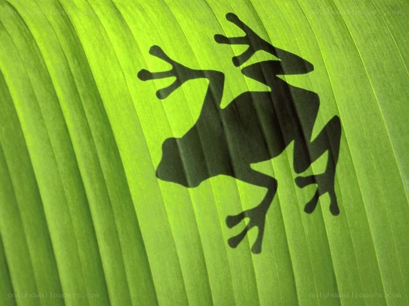 frog silhouette on green leaf