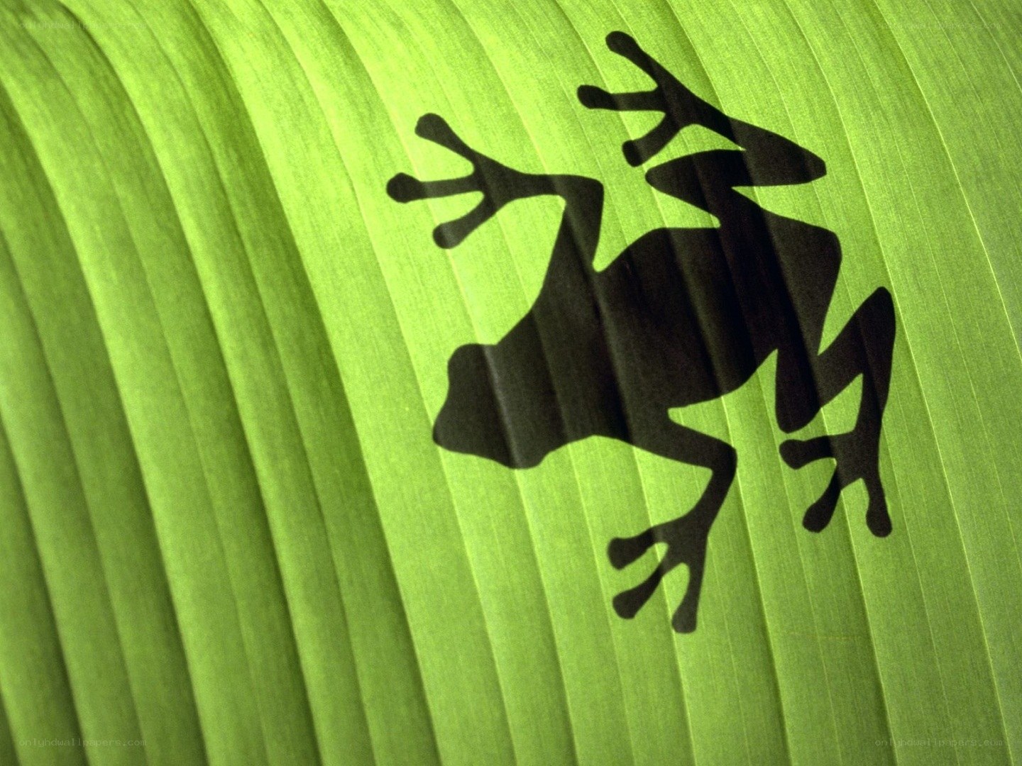 frog silhouette on leaf