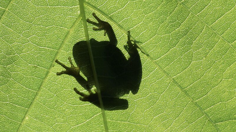 frog silhouette on leaf