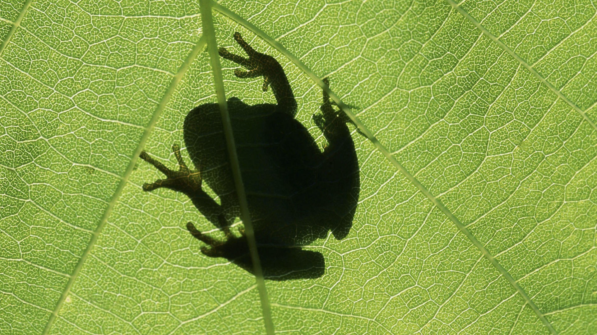 frog silhouette on leaf