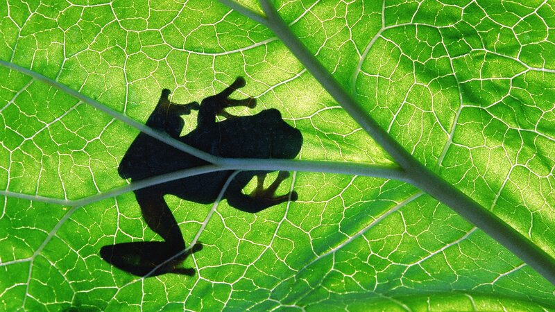 frog silhouette on leaf