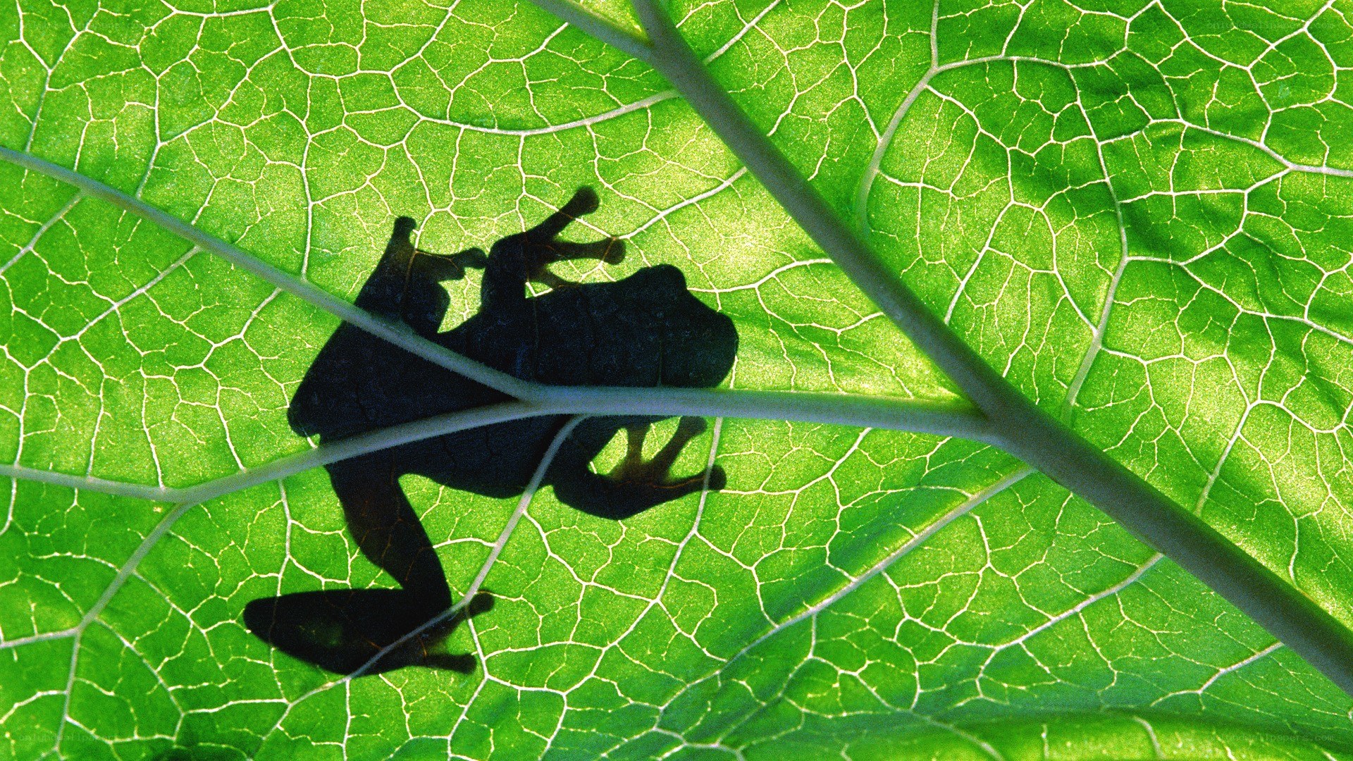 frog silhouette on leaf